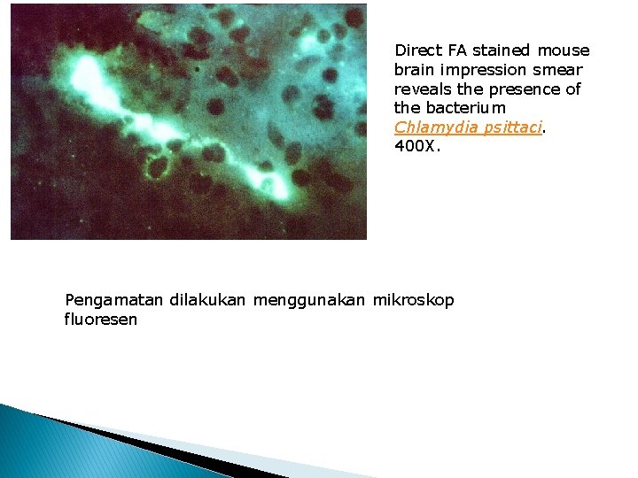 Direct FA stained mouse brain impression smear reveals the presence of the bacterium Chlamydia