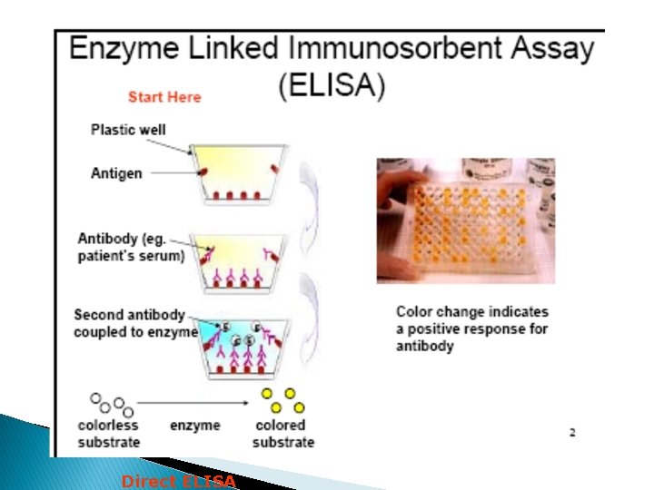Direct ELISA 