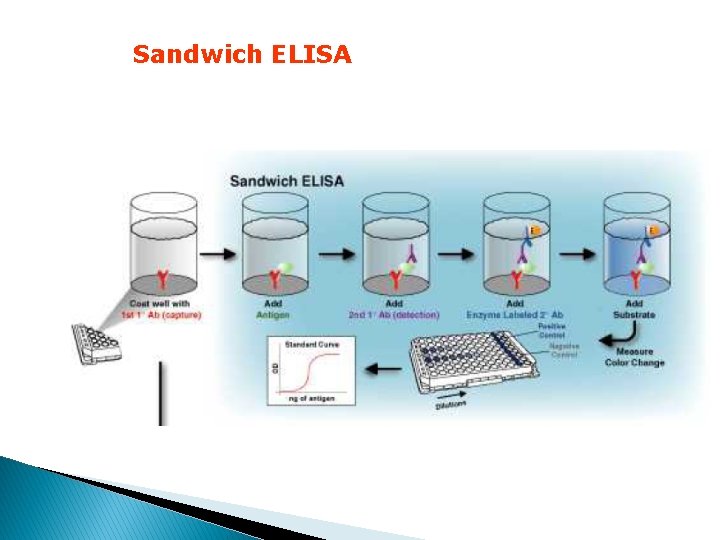 Sandwich ELISA 