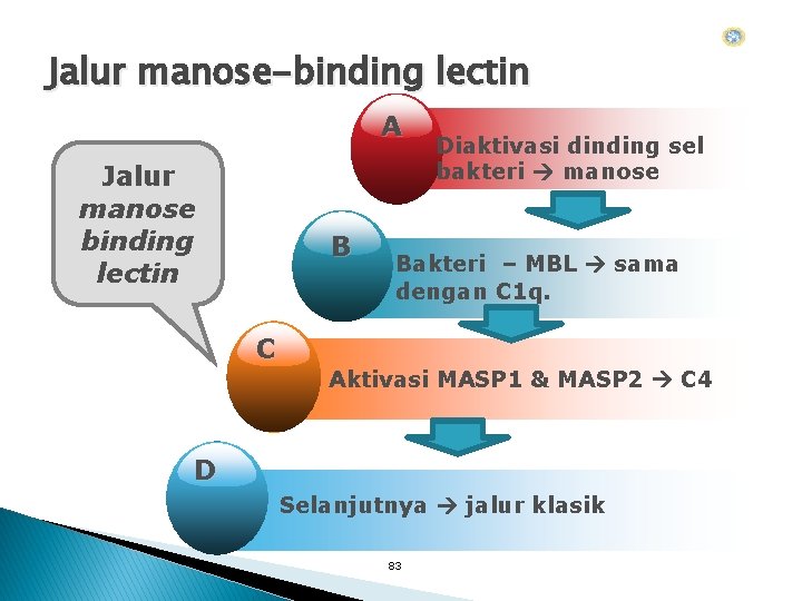 Jalur manose-binding lectin A Jalur manose binding lectin B Diaktivasi dinding sel bakteri manose