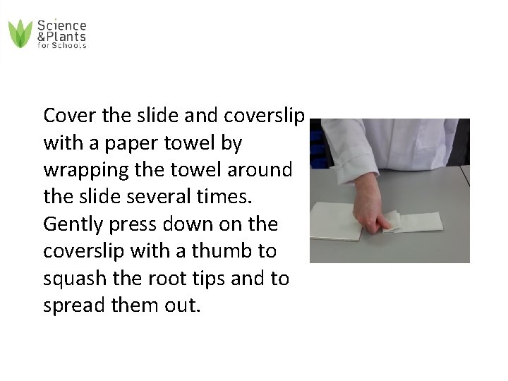 Cover the slide and coverslip with a paper towel by wrapping the towel around