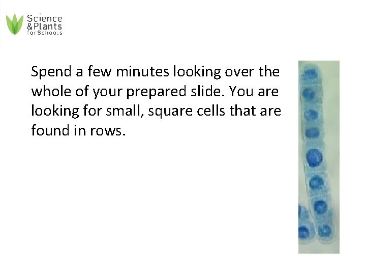 Spend a few minutes looking over the whole of your prepared slide. You are