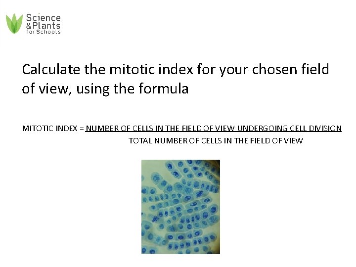 Calculate the mitotic index for your chosen field of view, using the formula MITOTIC