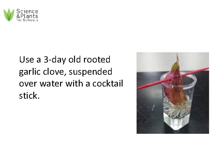 Use a 3 -day old rooted garlic clove, suspended over water with a cocktail