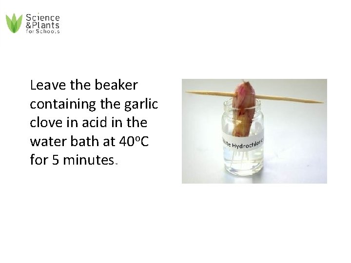 Leave the beaker containing the garlic clove in acid in the water bath at