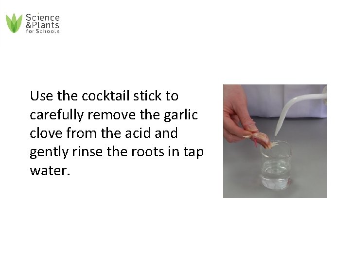 Use the cocktail stick to carefully remove the garlic clove from the acid and