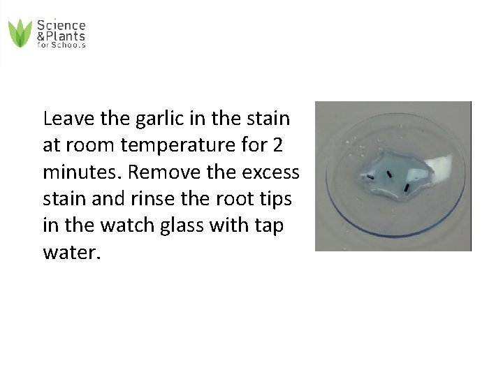 Leave the garlic in the stain at room temperature for 2 minutes. Remove the