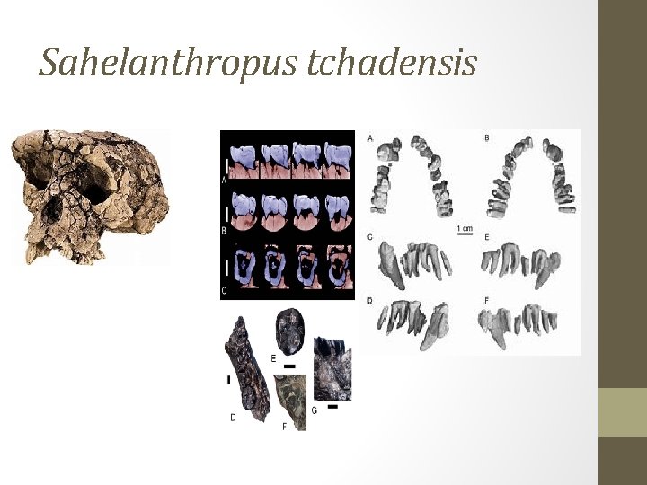 Sahelanthropus tchadensis 