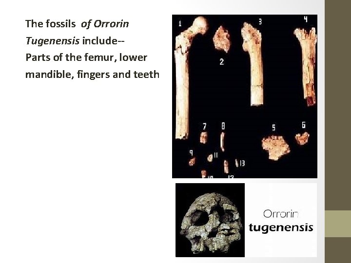 The fossils of Orrorin Tugenensis include-Parts of the femur, lower mandible, fingers and teeth