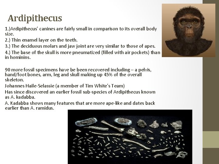 Ardipithecus 1. )Ardipithecus’ canines are fairly small in comparison to its overall body size.