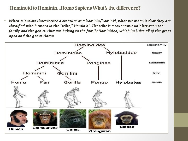 Hominoid to Hominin…Homo Sapiens What’s the difference? • When scientists characterize a creature as