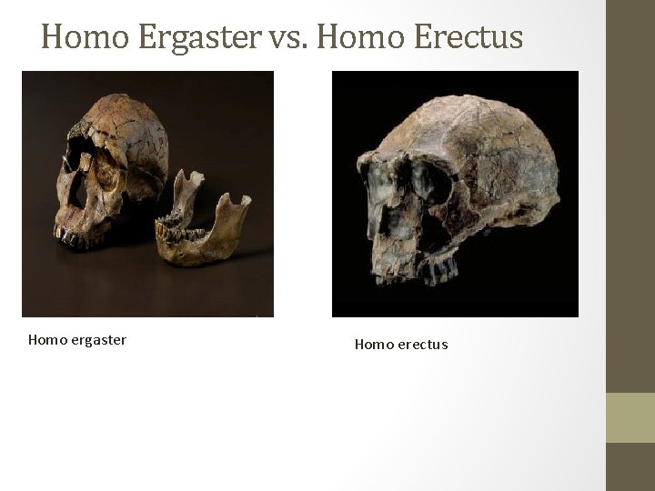 Homo Ergaster vs. Homo Erectus Homo ergaster Homo erectus 