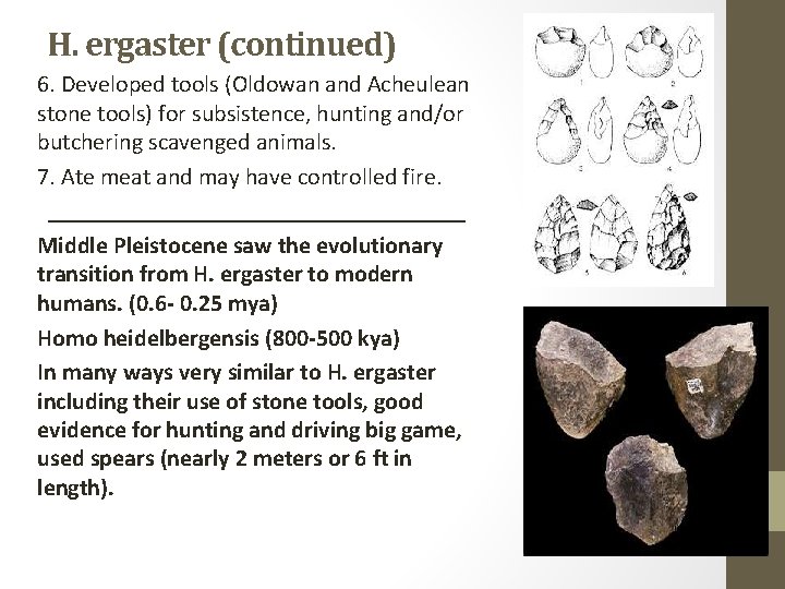 H. ergaster (continued) 6. Developed tools (Oldowan and Acheulean stone tools) for subsistence, hunting