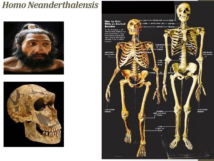 Homo Neanderthalensis 