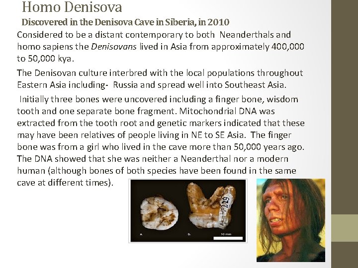 Homo Denisova Discovered in the Denisova Cave in Siberia, in 2010 Considered to be