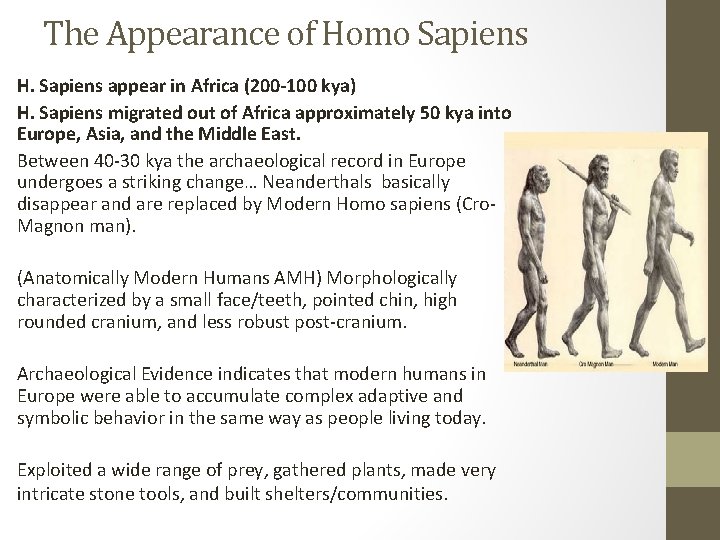The Appearance of Homo Sapiens H. Sapiens appear in Africa (200 -100 kya) H.