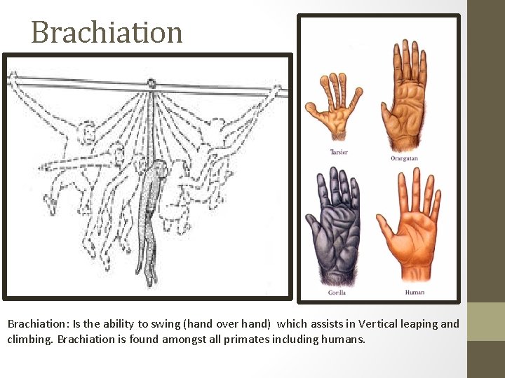 Brachiation: Is the ability to swing (hand over hand) which assists in Vertical leaping