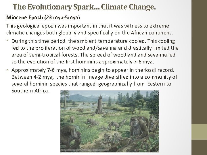 The Evolutionary Spark… Climate Change. Miocene Epoch (23 mya-5 mya) This geological epoch was
