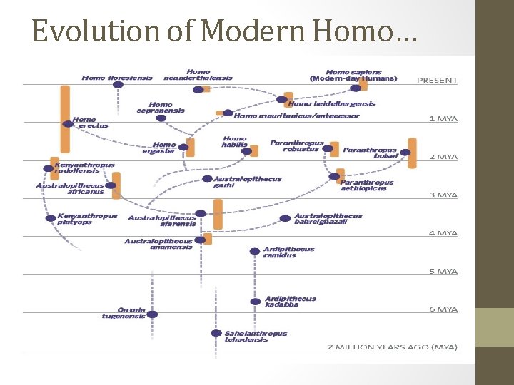 Evolution of Modern Homo… 