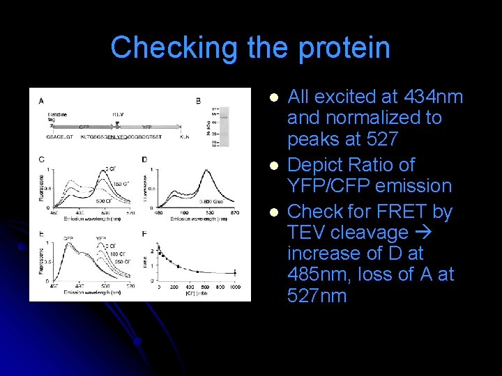 Checking the protein l l l All excited at 434 nm and normalized to Checking the protein l l l All excited at 434 nm and normalized to
