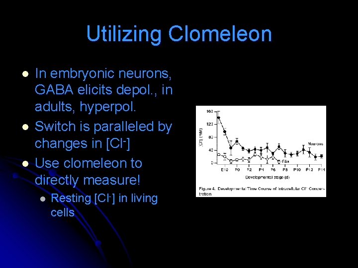 Utilizing Clomeleon l l l In embryonic neurons, GABA elicits depol. , in adults, Utilizing Clomeleon l l l In embryonic neurons, GABA elicits depol. , in adults,
