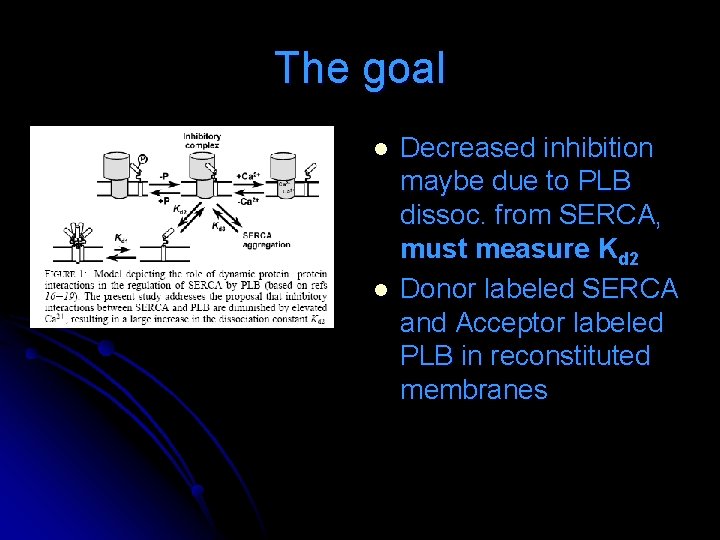 The goal l l Decreased inhibition maybe due to PLB dissoc. from SERCA, must The goal l l Decreased inhibition maybe due to PLB dissoc. from SERCA, must
