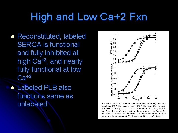 High and Low Ca+2 Fxn l l Reconstituted, labeled SERCA is functional and fully High and Low Ca+2 Fxn l l Reconstituted, labeled SERCA is functional and fully