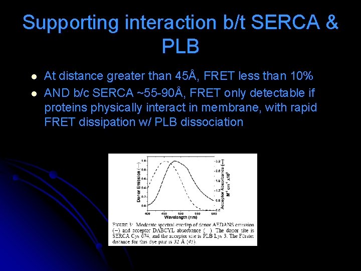 Supporting interaction b/t SERCA & PLB l l At distance greater than 45Å, FRET Supporting interaction b/t SERCA & PLB l l At distance greater than 45Å, FRET