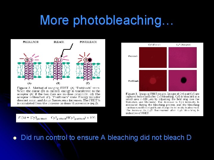 More photobleaching… l Did run control to ensure A bleaching did not bleach D More photobleaching… l Did run control to ensure A bleaching did not bleach D