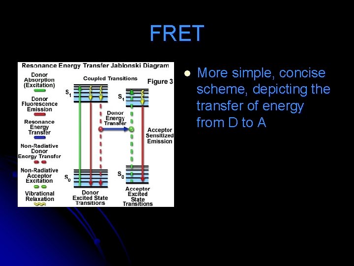 FRET l More simple, concise scheme, depicting the transfer of energy from D to FRET l More simple, concise scheme, depicting the transfer of energy from D to