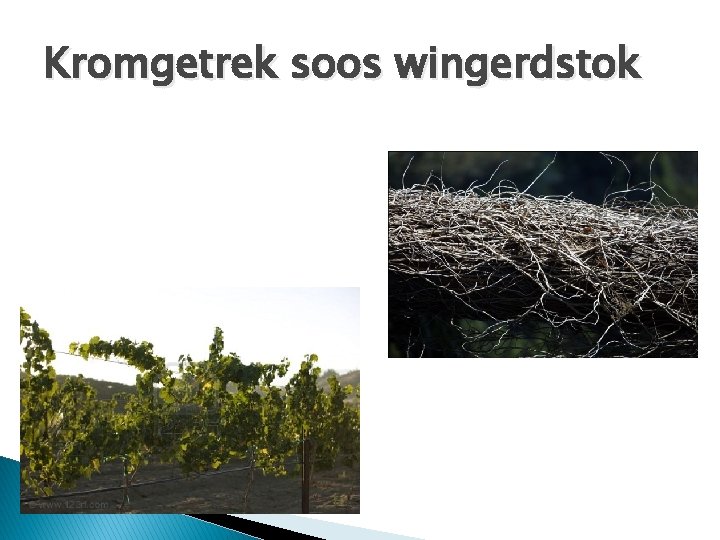 Kromgetrek soos wingerdstok 