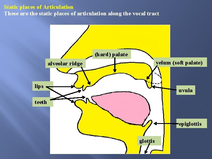 Static places of Articulation These are the static places of articulation along the vocal Static places of Articulation These are the static places of articulation along the vocal