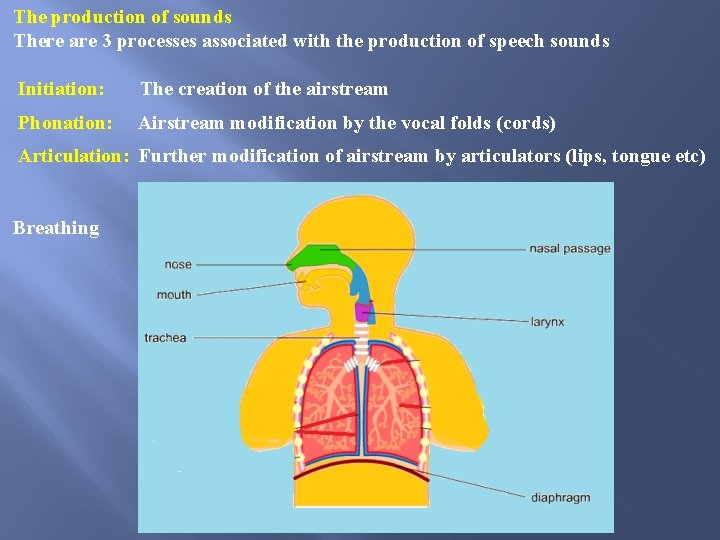 The production of sounds There are 3 processes associated with the production of speech The production of sounds There are 3 processes associated with the production of speech