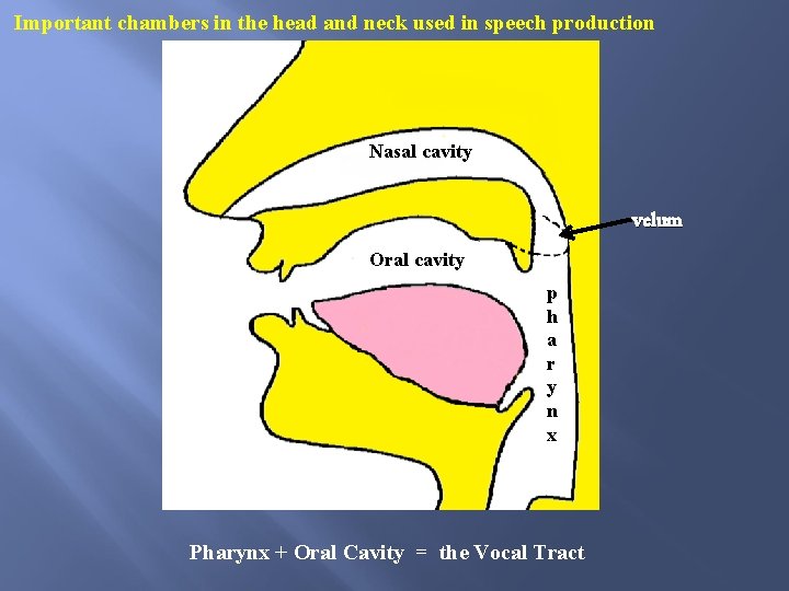 Important chambers in the head and neck used in speech production Nasal cavity velum Important chambers in the head and neck used in speech production Nasal cavity velum