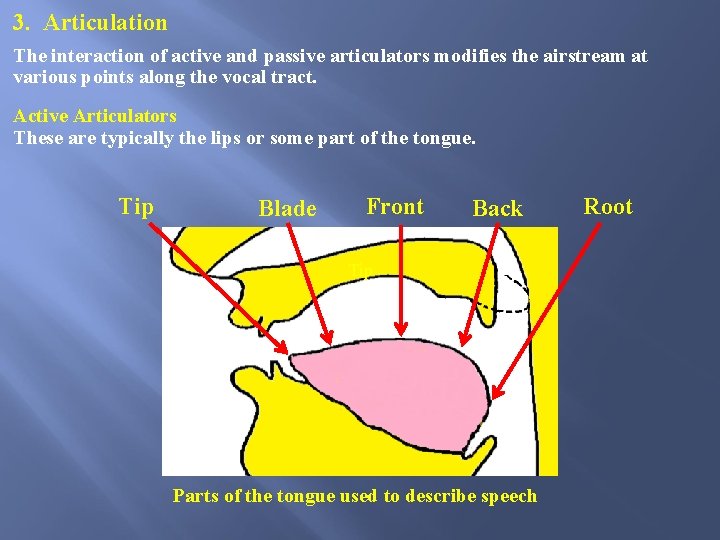 3. Articulation The interaction of active and passive articulators modifies the airstream at various 3. Articulation The interaction of active and passive articulators modifies the airstream at various