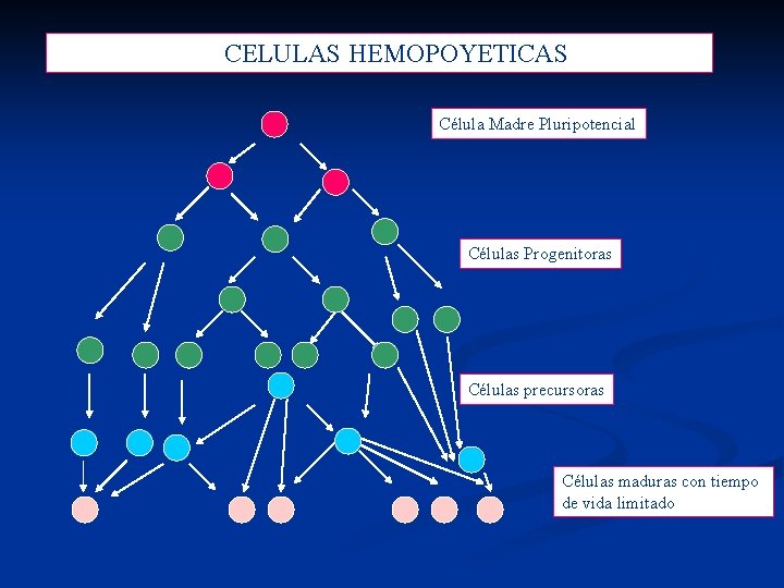  CELULAS HEMOPOYETICAS Célula Madre Pluripotencial Células Progenitoras Células precursoras Células maduras con tiempo