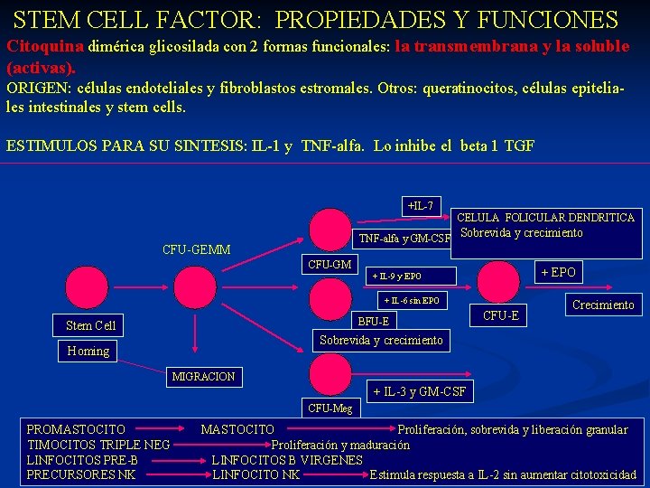  STEM CELL FACTOR: PROPIEDADES Y FUNCIONES Citoquina dimérica glicosilada con 2 formas funcionales: