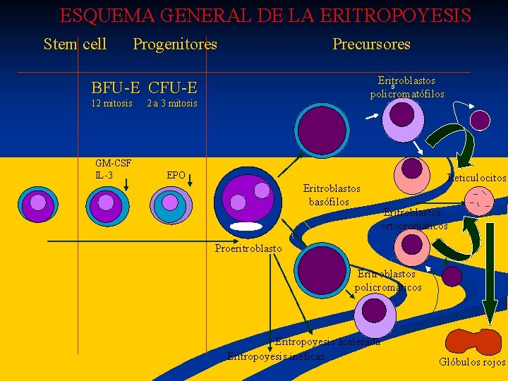  ESQUEMA GENERAL DE LA ERITROPOYESIS Stem cell Progenitores Precursores Eritroblastos s BFU-E CFU-E