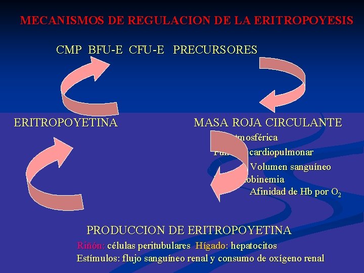  MECANISMOS DE REGULACION DE LA ERITROPOYESIS CMP BFU-E CFU-E PRECURSORES ERITROPOYETINA MASA ROJA