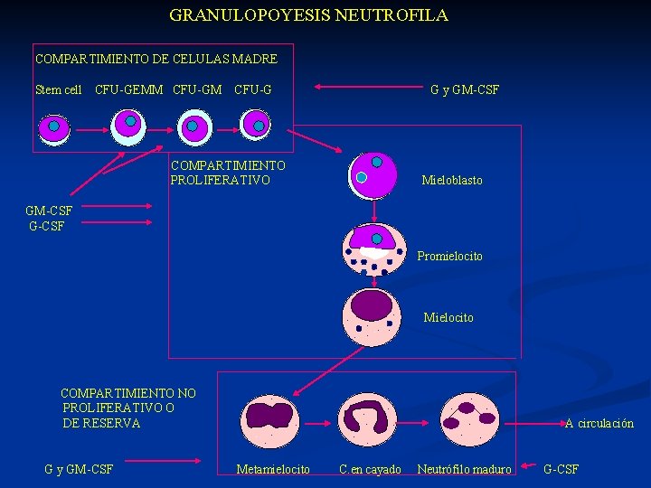  GRANULOPOYESIS NEUTROFILA COMPARTIMIENTO DE CELULAS MADRE Stem cell CFU-GEMM CFU-G G y GM-CSF