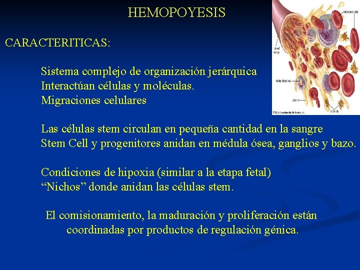  HEMOPOYESIS CARACTERITICAS: Sistema complejo de organización jerárquica Interactúan células y moléculas. Migraciones celulares