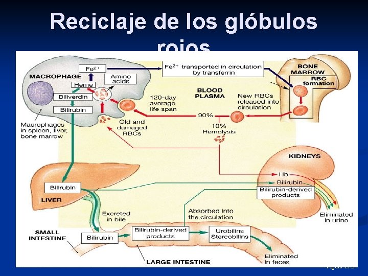 Reciclaje de los glóbulos rojos Figure 19. 5 