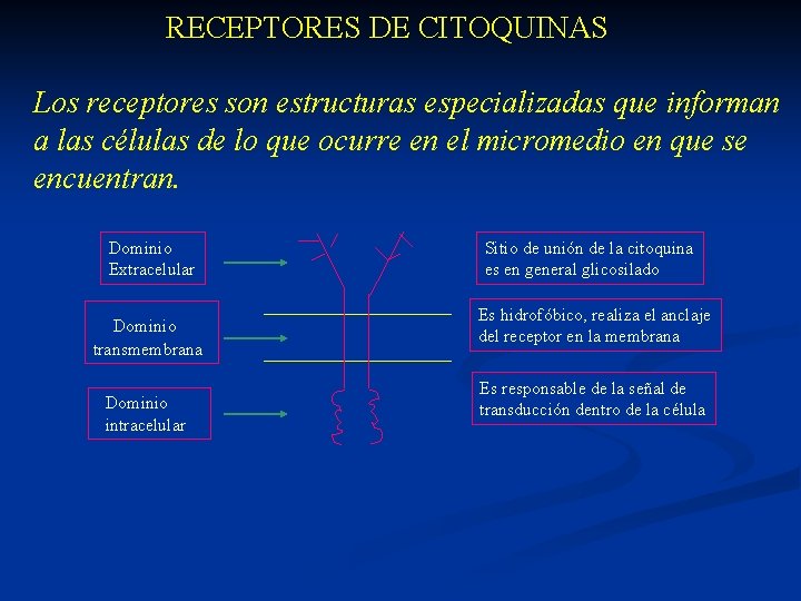  RECEPTORES DE CITOQUINAS Los receptores son estructuras especializadas que informan a las células