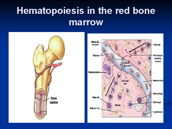 Hematopoiesis in the red bone marrow 