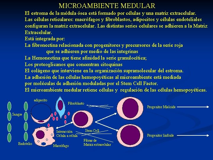  MICROAMBIENTE MEDULAR El estroma de la médula ósea está formado por células y