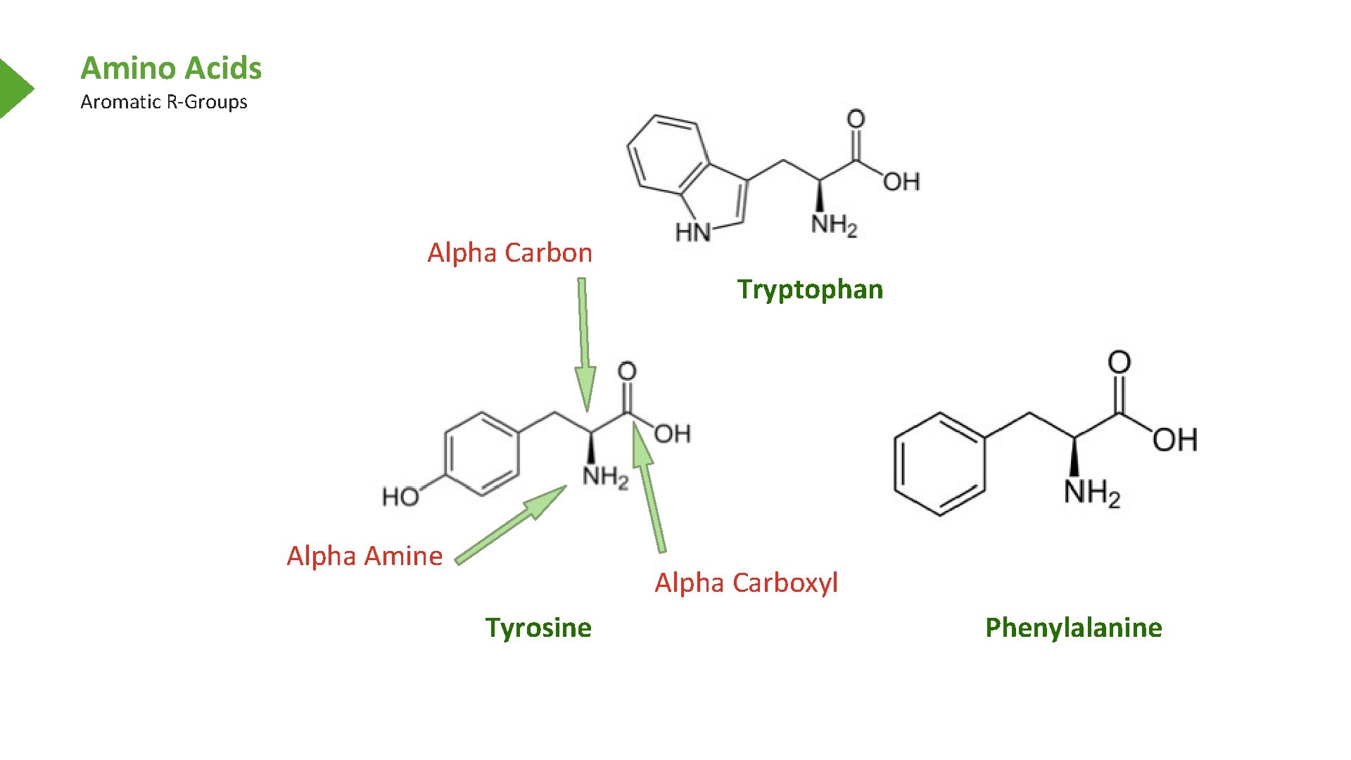 Amino Acids Aromatic R-Groups Alpha Carbon Alpha Amine Tryptophan Alpha Carboxyl Tyrosine Phenylalanine 