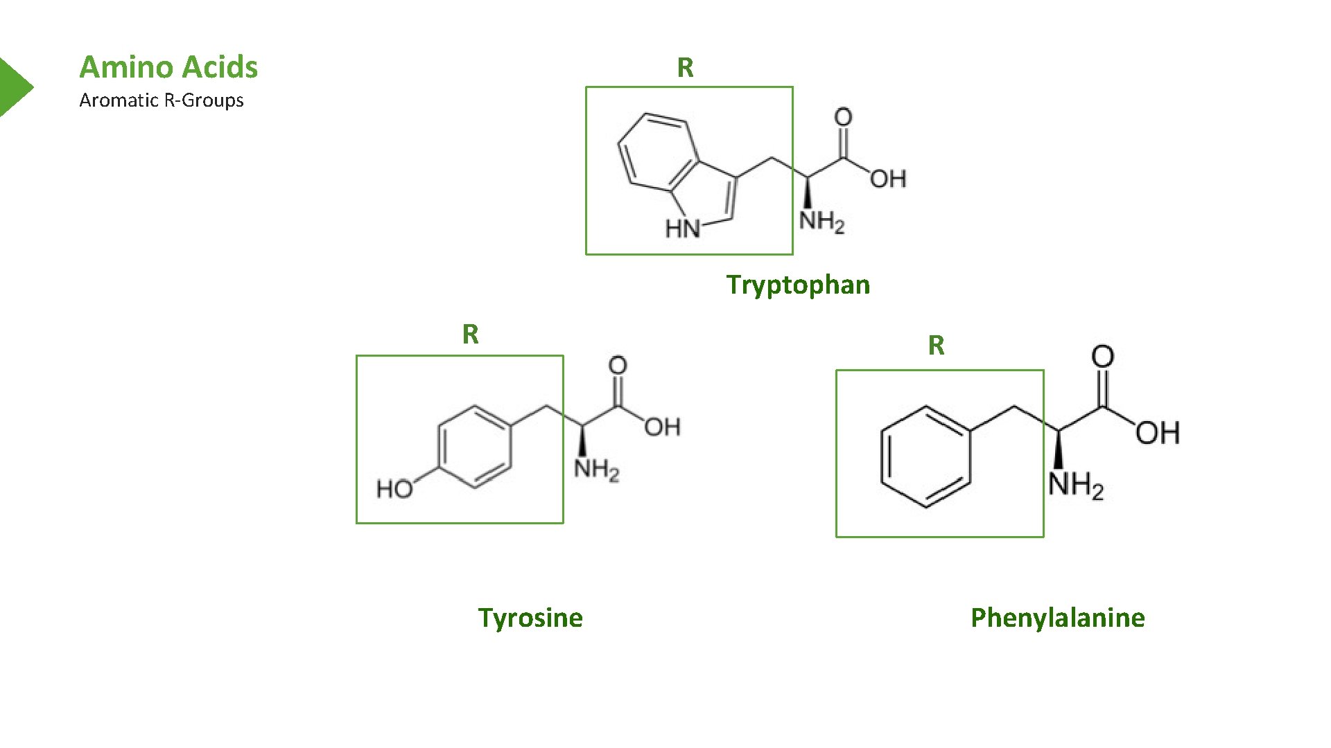 Amino Acids R Aromatic R-Groups Tryptophan R Tyrosine R Phenylalanine 