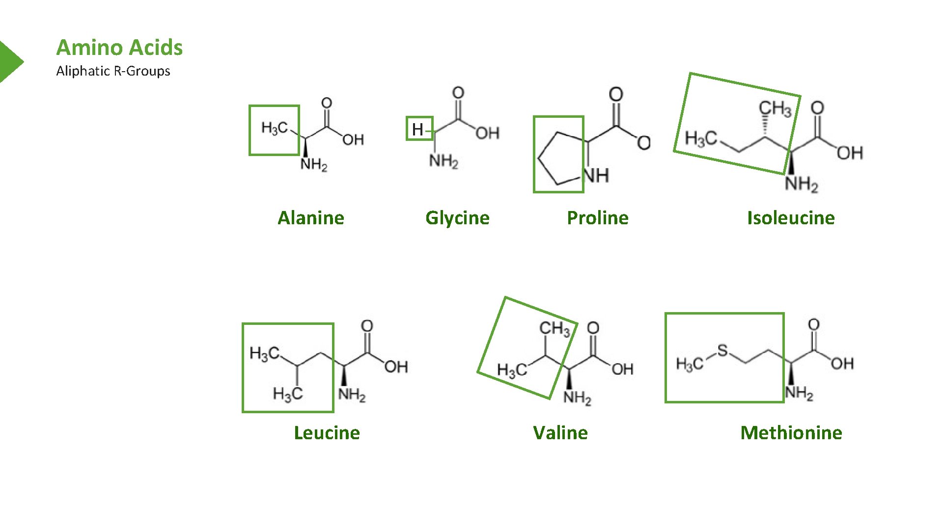 Amino Acids Aliphatic R-Groups H Alanine Leucine Glycine Proline Valine Isoleucine Methionine 
