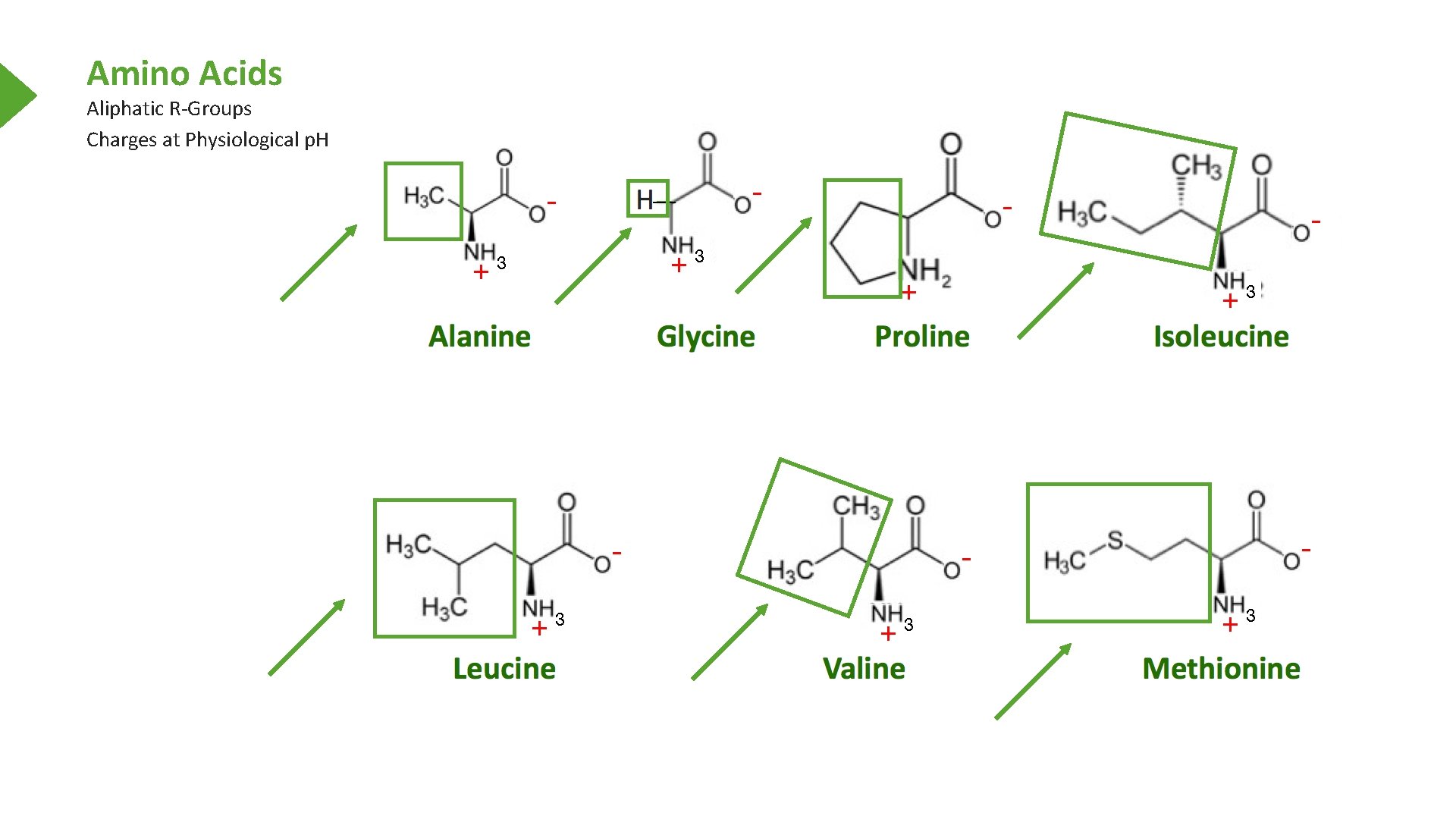 Amino Acids Aliphatic R-Groups Charges at Physiological p. H 