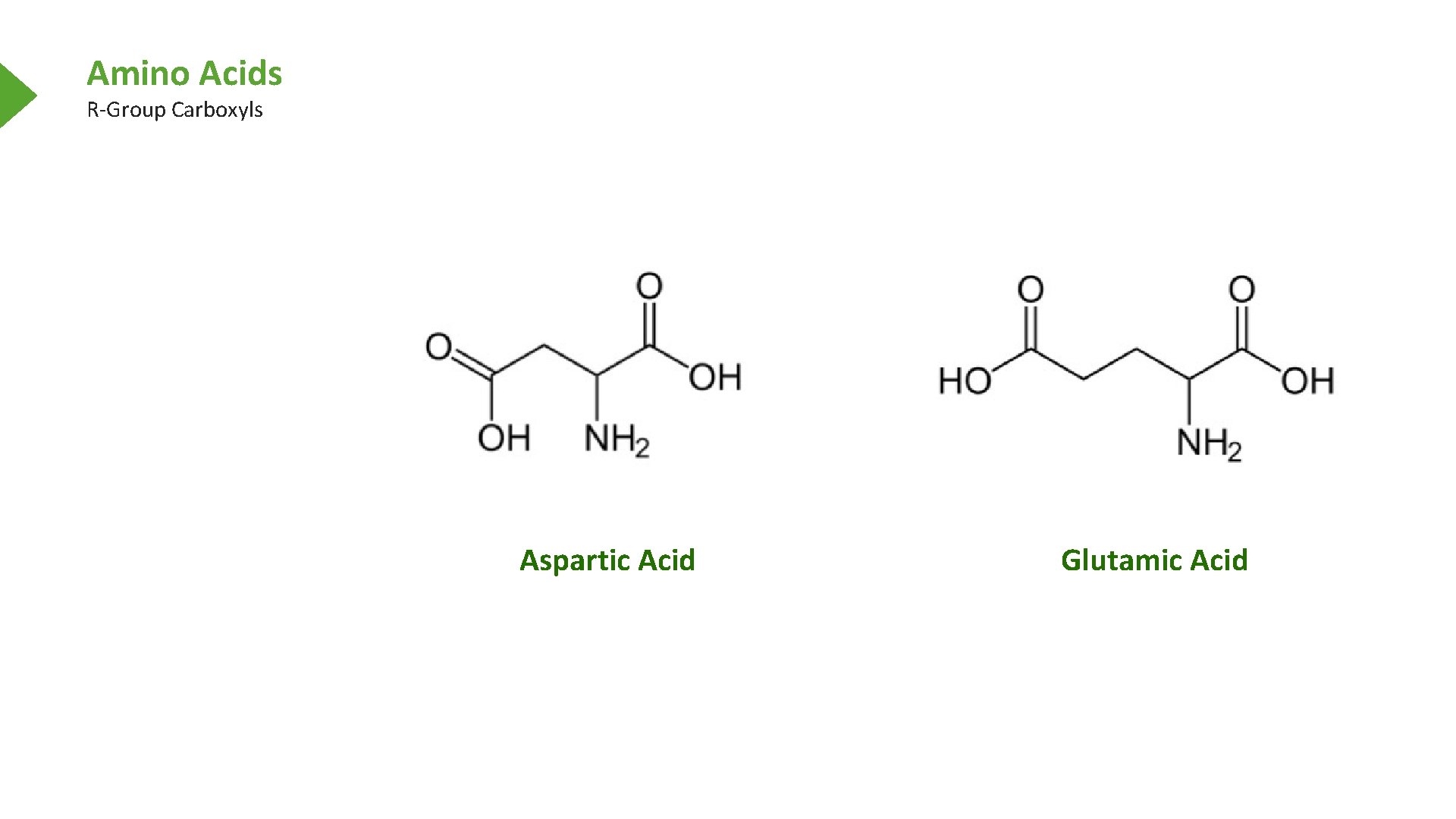 Amino Acids R-Group Carboxyls Aspartic Acid Glutamic Acid 